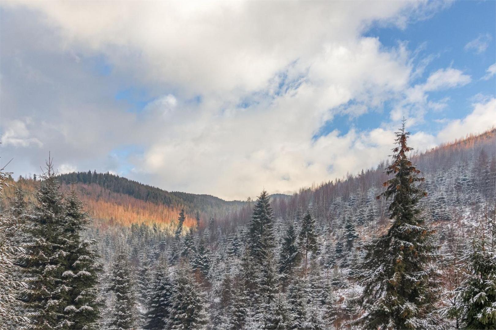 Forest Home Буковель Экстерьер фото